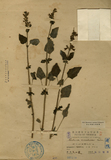 ǦW:Salvia cocoinea Linn