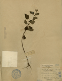 ǦW:Salvia cocoinea L.