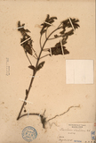 ǦW:Teucrium viscidum Blume