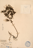 ǦW:Teucrium viscidum Blume