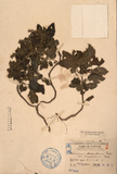 ǦW:Teucrium viscidum Blume