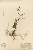 ǦW:Physalis chenopodifolia Lam.