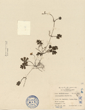 中文種名:海螺菊