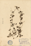 中文種名:海螺菊