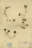 中文種名:苞花蔓