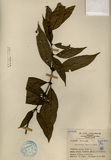 中文種名:琉球雞屎樹