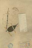 ǦW:Lasianthus formosensis Matsum.