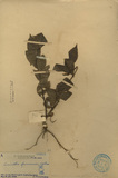 ǦW:Lasianthus formosensis Matsum.