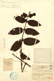 ǦW:Lasianthus plagiophyllus Hance