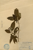 ǦW:Ophiorrhiza parviflora Hay.