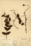 ǦW:Lonicera japonica Thunb. var. sempervillosa Hayata