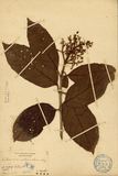 ǦW:Viburnum arboricolum Hay.