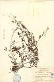 ǦW:Corydalis nokoensis Hay.
