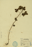 ǦW:Chrysanthemum sinense, Sab var. japonense, Makino