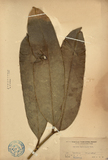ǦW:Garcinia xanthochymus Hook.