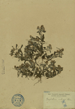 ǦW:Gnaphalium indicum Linn.
