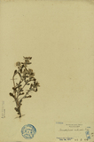 ǦW:Gnaphalium indicum L.