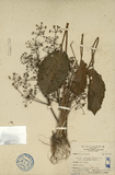 ǦW:Alisma plantago-aqualica L. var. orientale Samuel