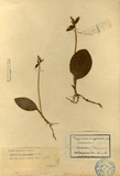 ǦW:Gymnadenia cyclochila Korsh.