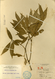 中文種名:灰背櫟