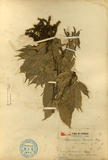 中文種名:油葉石櫟