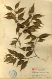 中文種名:油葉石櫟