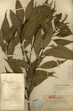 中文種名:南投石櫟