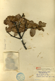 中文種名:高山櫟