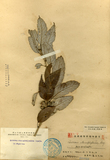中文種名:狹葉櫟