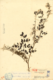 中文種名:彎果黃菫