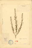 ǦW:Lepidum sativum Linn.