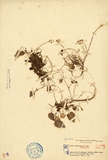 ǦW:Viola longistipulata Hayata