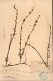 ǦW:Centranthera brunoniana Wall. Taikanko bentenjima