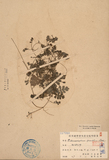 ǦW:Ellisiophyllum pinnatum/(Wall.) Makino/