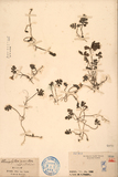 ǦW:Ellisiophyllum pinnatum/(Wall.) Makino/