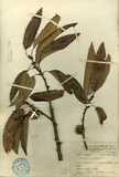 中文種名:栓皮櫟