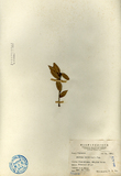 中文種名:太魯閣櫟