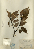 中文種名:青剛櫟