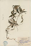 中文種名:玉山肺形草
