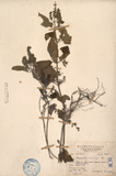 ǦW:Teucrium viscidum Blume