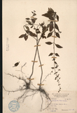 ǦW:Isodon amethytoides (Benth.) H. Hara