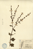 中文種名:垂桉草