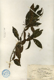 ǦW:Eurya strigillosa Hay.