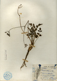 ǦW:Pimpinella niitakayamensis Hay.