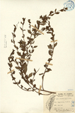 ǦW:Cuphea balsamona Cham. et Schl.