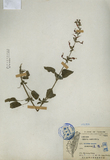 ǦW:Salvia cocoinea L.