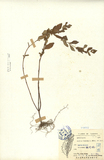 ǦW:Cuphea balsamona Cham. et Schl.