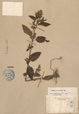 ǦW:Teucrium viscidum Blume