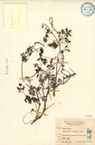 中文種名:疏花黃堇