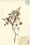 中文種名:疏花黃堇